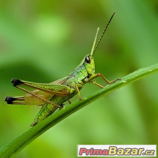 Makro macro Adaptér Redukce Pro Nikon 52mm 18-55 – fotografie 2