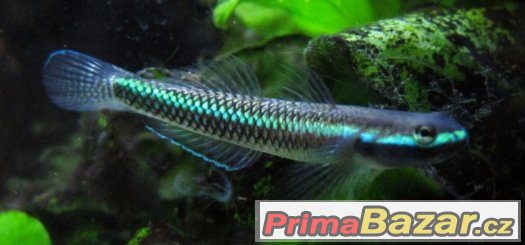 Hlaváč neon blue - řasožravá – fotografie 1
