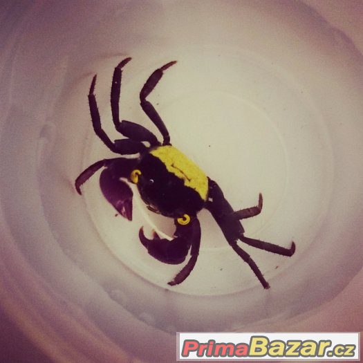 Geosesarma sp. vampire – fotografie 2