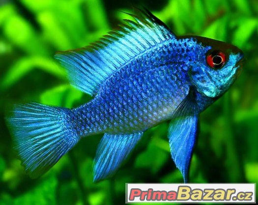 Cichlidka Ramirezova var. Electric blue – fotografie 1
