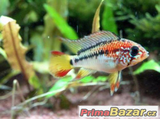 Apistogramma macmasteri – fotografie 1