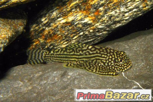 Sewellia lineolata – fotografie 1