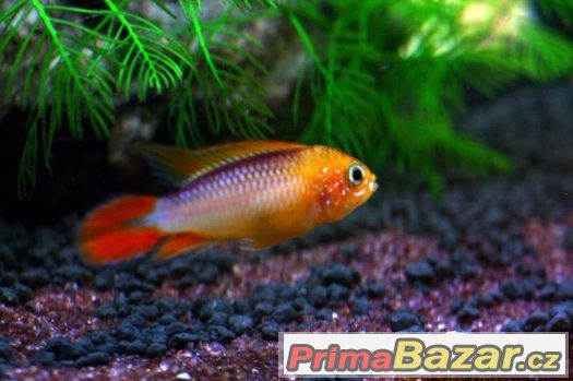 Apistogramma agassizii fire red – fotografie 1