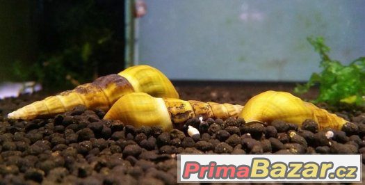 Plž Brotia herculea – fotografie 1