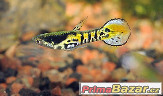 Endlerka Yellow Tiger – fotografie 1
