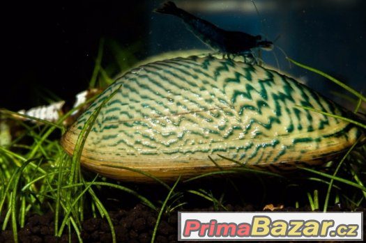 Mlž Scabies crispata – fotografie 1