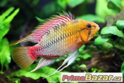 Apistogramma hongsloi