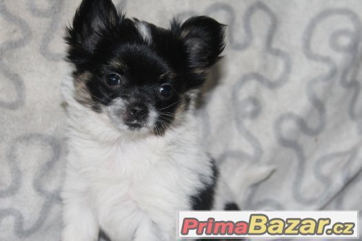 Papillon-fenečka s PP – fotografie 1