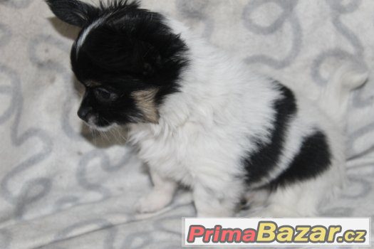 Papillon-fenečka s PP – fotografie 2