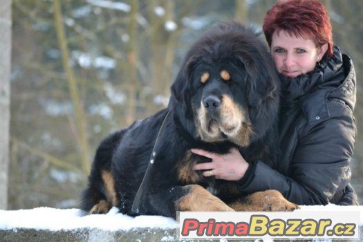 Tibetská doga - nabízíme štěňátka s PP – fotografie 4
