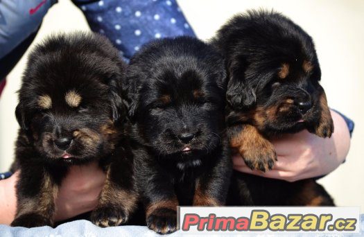 Tibetská doga - štěňátka - chovatelská stanice ALTAN-CORGO – fotografie 1