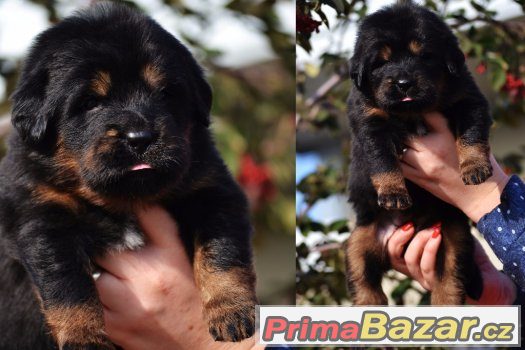 Tibetská doga - štěňátka - chovatelská stanice ALTAN-CORGO – fotografie 2