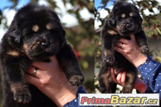 Tibetská doga - štěňátka - chovatelská stanice ALTAN-CORGO – fotografie 3