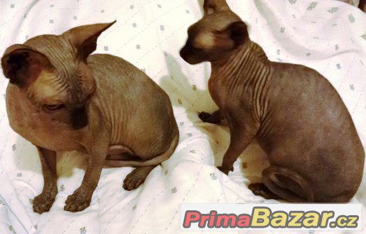 Sphynx s PP – fotografie 2