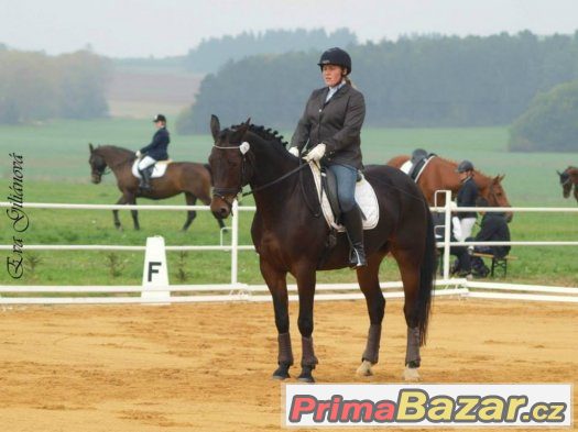 ježdění/pronájem teplokrevníka a wpb klisny 122 KVH – fotografie 1