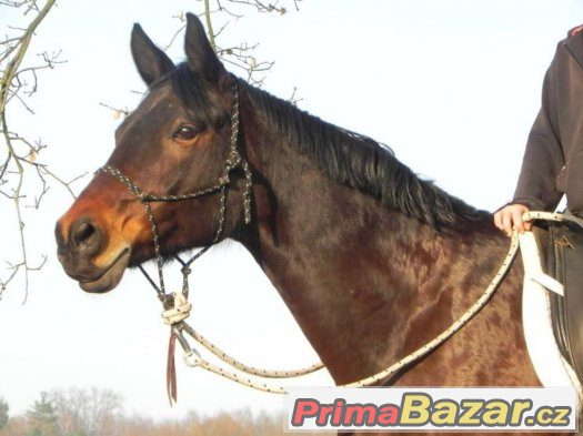 ježdění/pronájem teplokrevníka a wpb klisny 122 KVH – fotografie 3