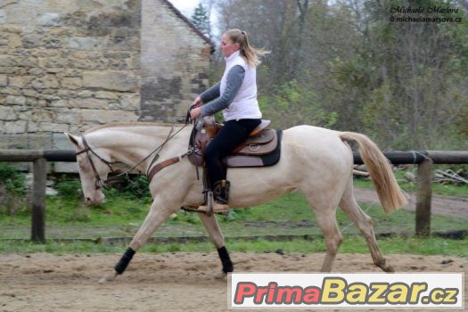 Boxové ustájení, trénink koní, výcvik jezdců, dojíždění – fotografie 4