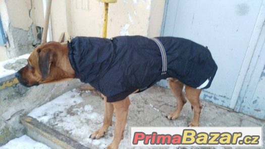 Nabízím Rhodéský Ridgeback Krytí – fotografie 1