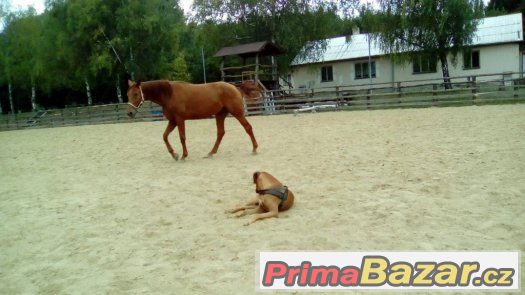 Nabízím Rhodéský Ridgeback Krytí – fotografie 2