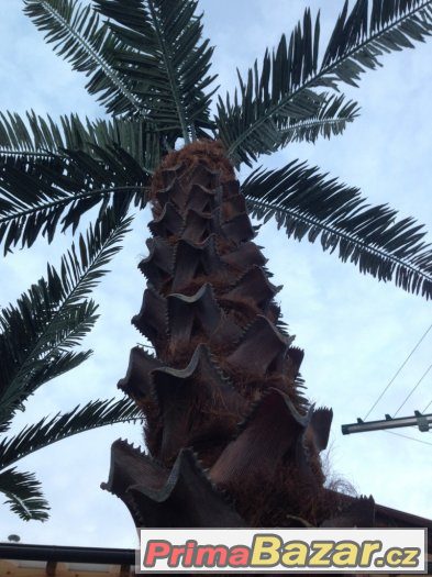 Umělá palma COCO TREE 4 metrová KRÁSNÁ NOVÁ PALMA – fotografie 3