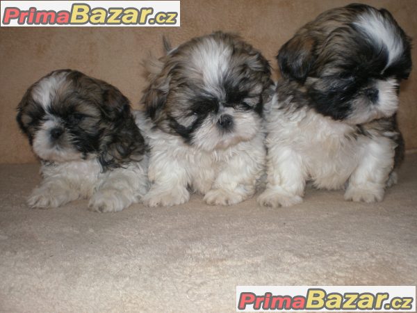 Shih-tzu – fotografie 2