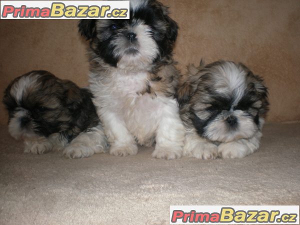 Shih-tzu – fotografie 3