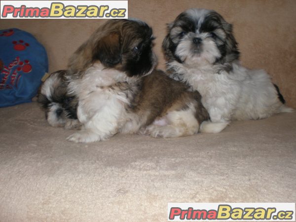 Shih-tzu – fotografie 4
