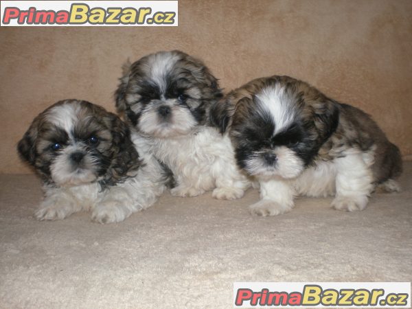 Shih-tzu – fotografie 5