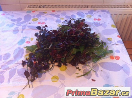 Ludwigia mullertii + ....  => Cely za 150 Kc – fotografie 1
