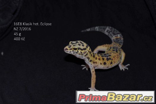 prodám gekončíky noční – fotografie 5