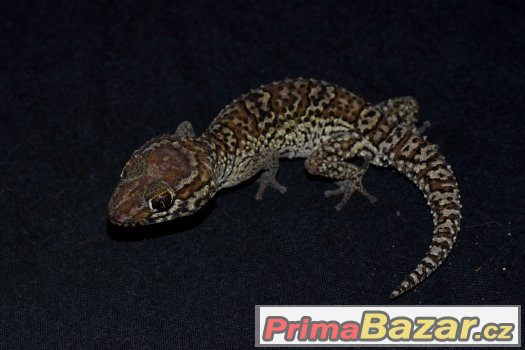 prodám gekony madagaskarské (Paroedura pictus) – fotografie 1