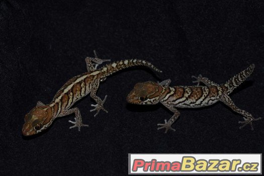 prodám gekony madagaskarské (Paroedura pictus) – fotografie 2