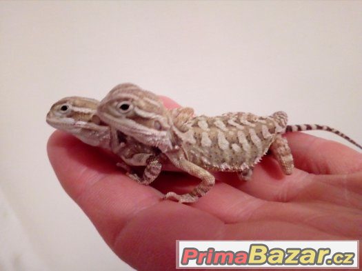 Agama "trpaslici" Pogona henrylawsoni – fotografie 1