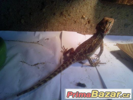 Agama vousatá – fotografie 4