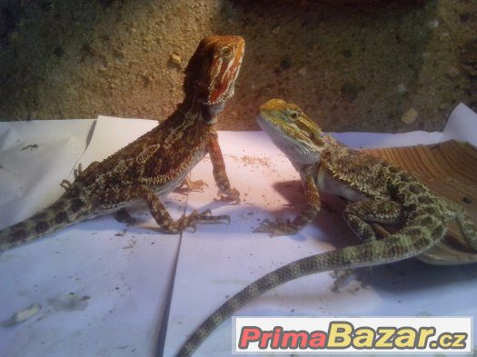 Agama vousatá – fotografie 5