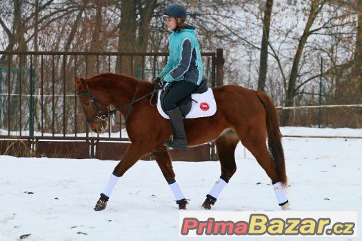 sportovní klisna – fotografie 2