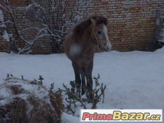 luxusní hřebečka WPBr-rodiče AP-mimořádná nabídka – fotografie 2