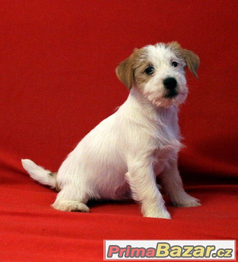 Jack Russell Teriér - štěňata s PP – fotografie 1