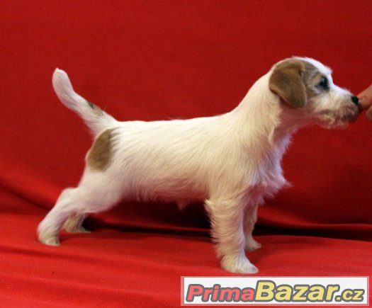 Jack Russell Teriér - štěňata s PP – fotografie 3