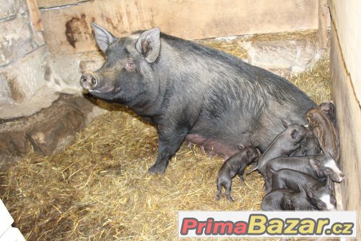 Prodám chovnou sviňku po 2 selatech – fotografie 1