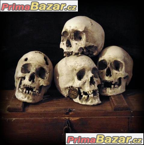 Lidská lebka (human skull replica) – fotografie 1
