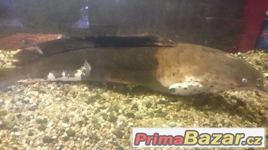 Prodám Keříčkovec žabí – fotografie 1