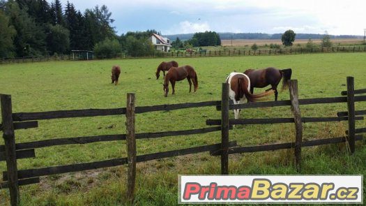 Ustájení koní 10km od Plzně, 60km od Prahy – fotografie 1