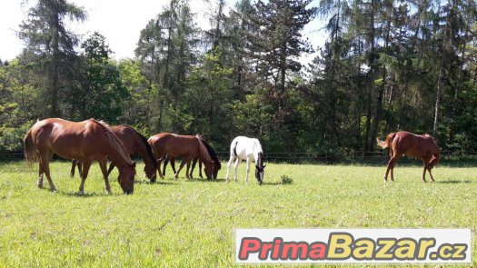 Ustájení koní 10km od Plzně, 60km od Prahy – fotografie 2