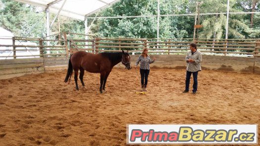 26. března  2017 neděle  HORSEMANSHIP 2 - kurz s Václavem Bo – fotografie 1