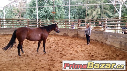 26. března  2017 neděle  HORSEMANSHIP 2 - kurz s Václavem Bo – fotografie 3