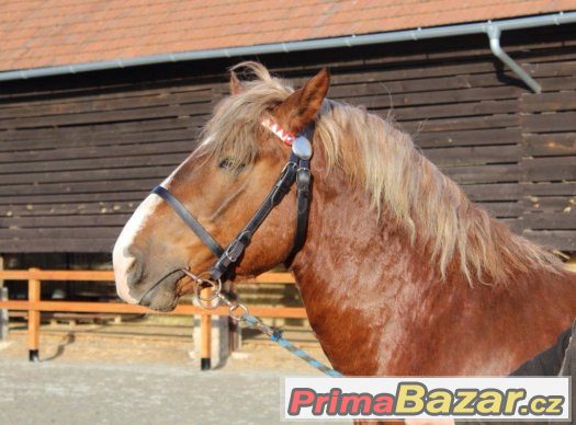 Připouštění plemenným slezským norickým hřebcem – fotografie 2