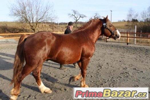 Připouštění plemenným slezským norickým hřebcem – fotografie 3