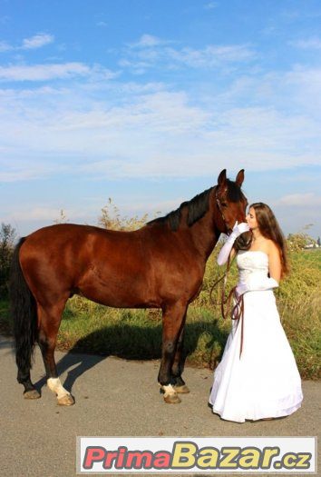 Nabízím pronájem valacha ČT – fotografie 3