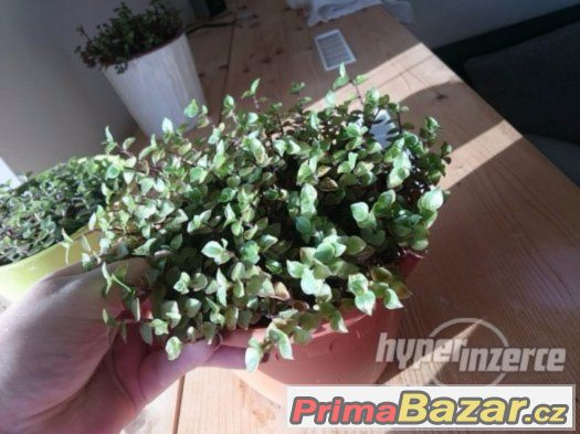 Callisia repens – fotografie 1